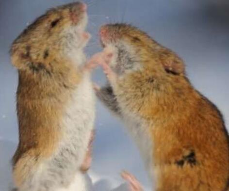 科学家在小鼠身上发现了镜像神经元