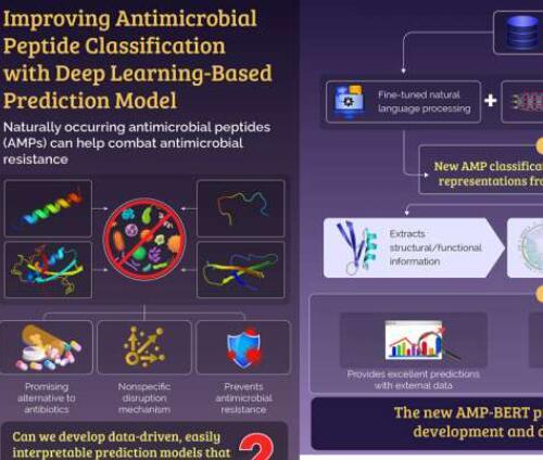 研究人员开发了一种新的基于人工智能的抗菌肽查找器