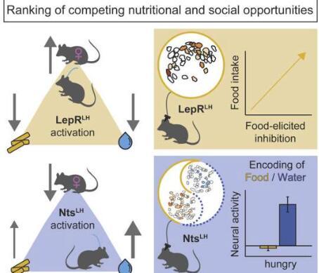 瘦素帮助饥饿的小鼠选择性而不是食物