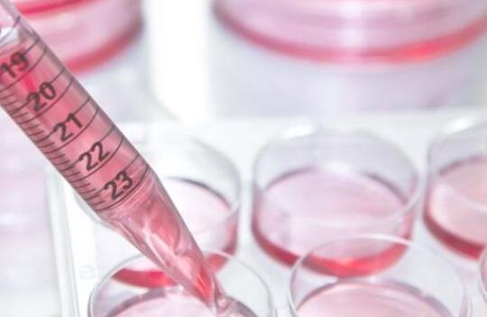 在实验室中培养血液干细胞以挽救生命