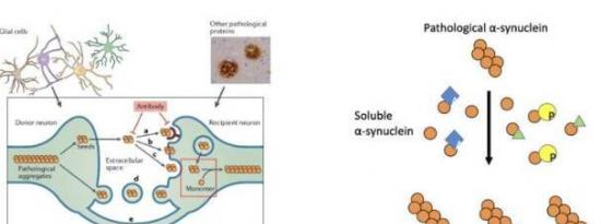 研究揭示了调节与帕金森病进展相关的蛋白质传播的机制