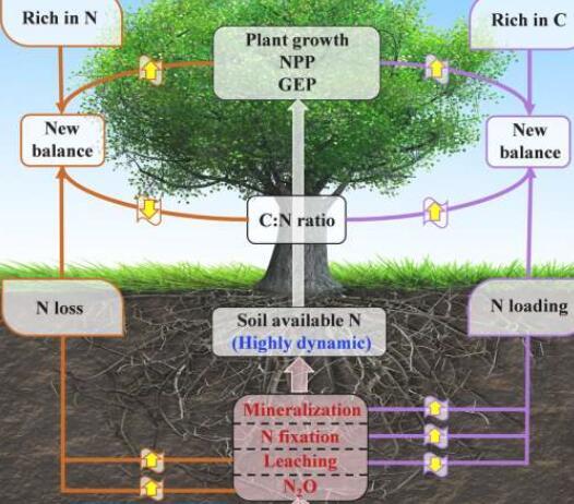 全球变化下的动态碳氮耦合