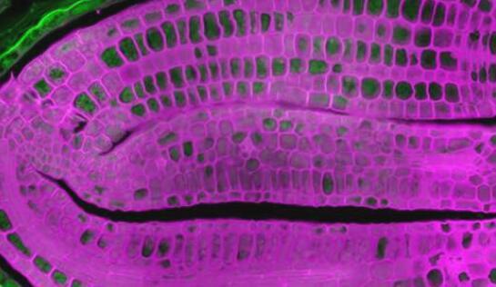 研究人员发现内部温度计告诉种子何时发芽