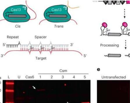 通过CRISPR-Csm复合物精确靶向转录本