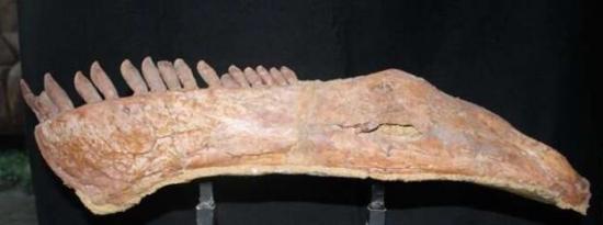 研究人员在中国发现最长脖子的恐龙