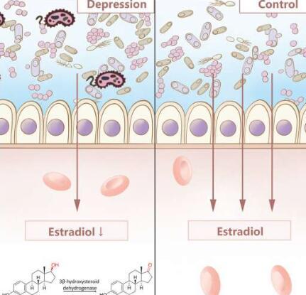 研究人员发现抑郁症的来源与单一酶有关
