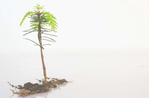 帮助植物在土壤中磷含量耗尽时生长