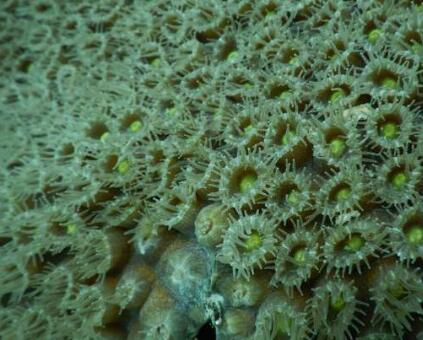 新发现的益生菌可以保护受到致命毁灭性疾病威胁的加勒比珊瑚