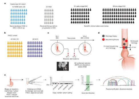 巴雷特食管中的染色体外 DNA 检测与癌症发展有关