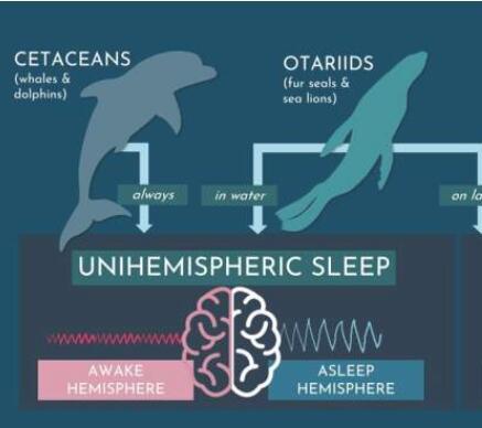 象海豹在远潜到海面以下时进入睡眠状态