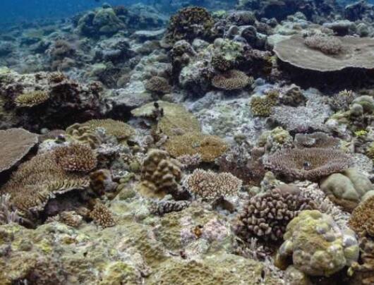 发现印太珊瑚比大西洋珊瑚更能抵御气候变化