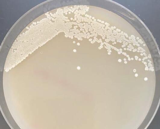 微小微生物可以为绿色生物制造带来巨大好处