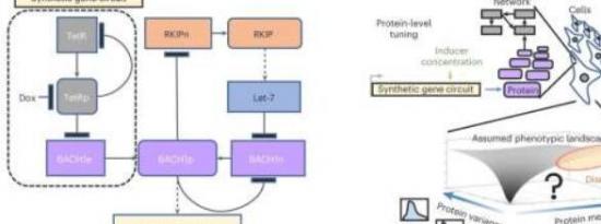 重新思考癌症治疗中的蛋白质抑制剂方法