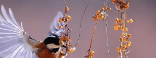 森林碎片化如何影响鸟类取决于它们的翅膀