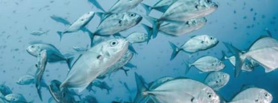 海洋鱼类通过向两极迁移来应对海洋变暖