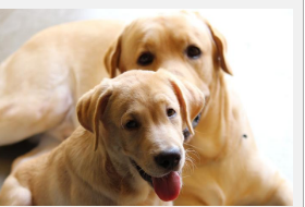 混种犬拉布拉多犬和杰克罗素梗犬是英国最常见的犬种