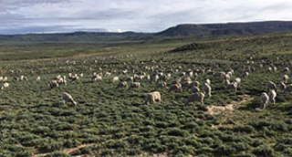 华盛顿大学扩展部将主导怀俄明州绵羊和羊毛节的节目