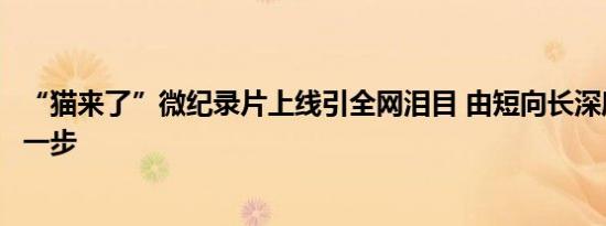“猫来了”微纪录片上线引全网泪目 由短向长深度探索的第一步