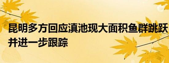 昆明多方回应滇池现大面积鱼群跳跃：会留意并进一步跟踪