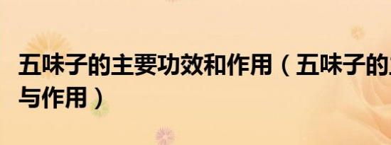 五味子的主要功效和作用（五味子的主要功效与作用）