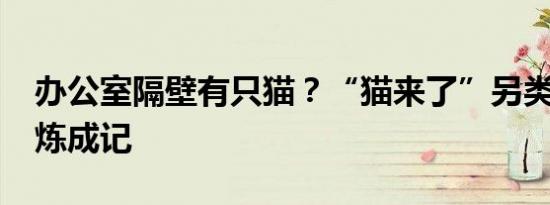 办公室隔壁有只猫？“猫来了”另类“网红”炼成记