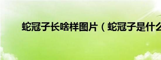 蛇冠子长啥样图片（蛇冠子是什么）