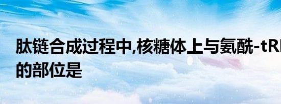 肽链合成过程中,核糖体上与氨酰-tRNA 结合的部位是
