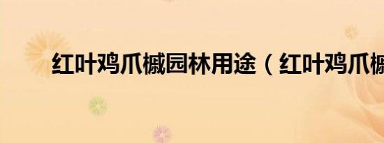 红叶鸡爪槭园林用途（红叶鸡爪槭）