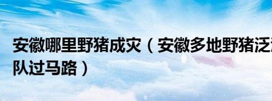 安徽哪里野猪成灾（安徽多地野猪泛滥猪仔排队过马路）