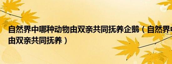自然界中哪种动物由双亲共同抚养企鹅（自然界中哪种动物由双亲共同抚养）