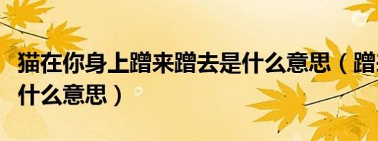 猫在你身上蹭来蹭去是什么意思（蹭来蹭去是什么意思）