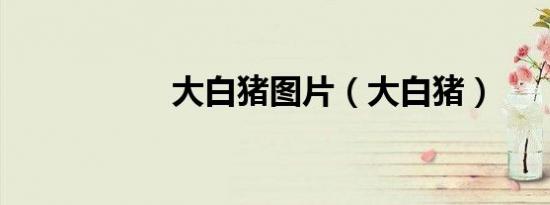 大白猪图片（大白猪）