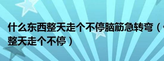 什么东西整天走个不停脑筋急转弯（什么东西整天走个不停）