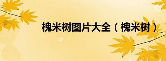 槐米树图片大全（槐米树）