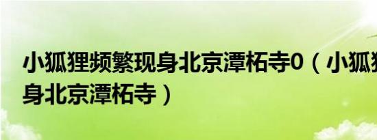 小狐狸频繁现身北京潭柘寺0（小狐狸频繁现身北京潭柘寺）