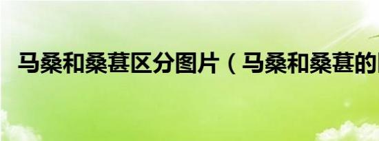 马桑和桑葚区分图片（马桑和桑葚的区别）