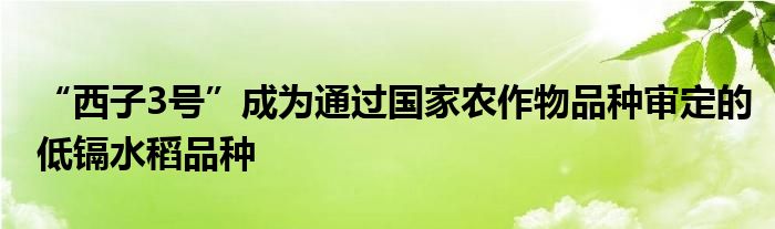 “西子3号”成为通过国家农作物品种审定的低镉水稻品种