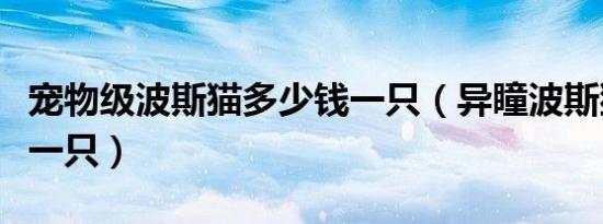 宠物级波斯猫多少钱一只（异瞳波斯猫多少钱一只）