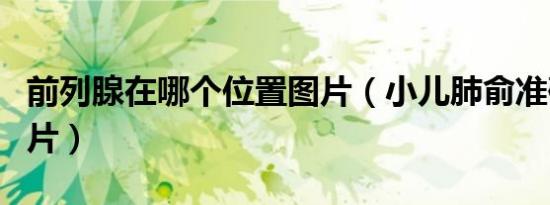 前列腺在哪个位置图片（小儿肺俞准确位置图片）