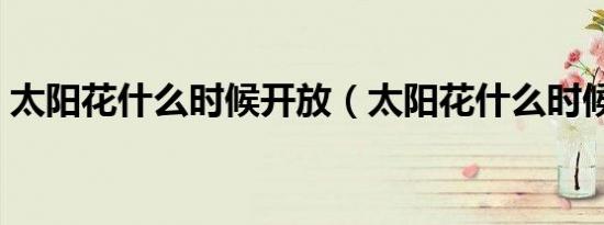 太阳花什么时候开放（太阳花什么时候播种）