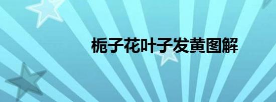 栀子花叶子发黄图解