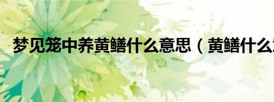 梦见笼中养黄鳝什么意思（黄鳝什么意思）
