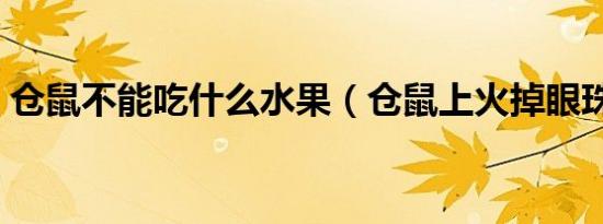 仓鼠不能吃什么水果（仓鼠上火掉眼珠图片）
