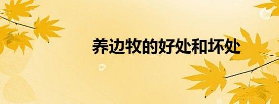 养边牧的好处和坏处