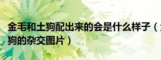 金毛和土狗配出来的会是什么样子（金毛和土狗的杂交图片）