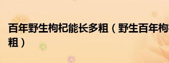 百年野生枸杞能长多粗（野生百年枸杞树有多粗）