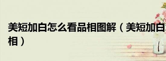 美短加白怎么看品相图解（美短加白怎么看品相）