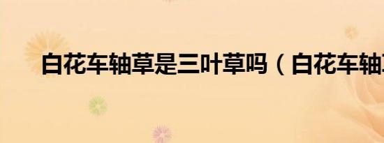 白花车轴草是三叶草吗（白花车轴草）
