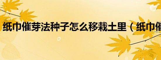 纸巾催芽法种子怎么移栽土里（纸巾催芽法）