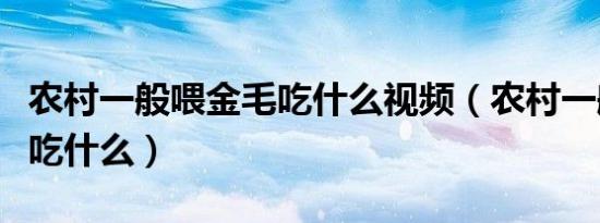 农村一般喂金毛吃什么视频（农村一般喂金毛吃什么）